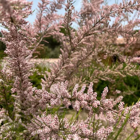 Hotel Les Jardins Sta Giulia Avec Piscine *