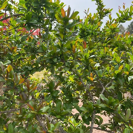 Hotel Les Jardins Sta Giulia Avec Piscine *