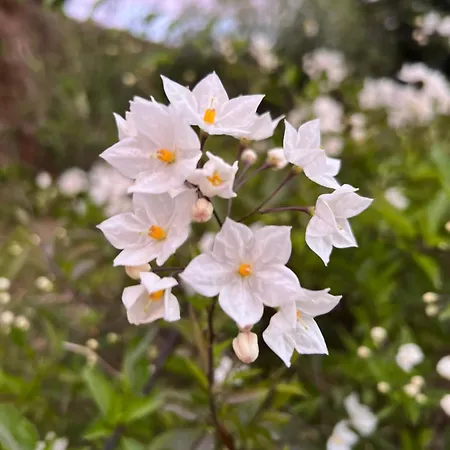 Hotel Les Jardins Sta Giulia Avec Piscine *