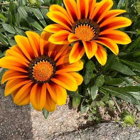 Les Jardins Sta Giulia Avec Piscine