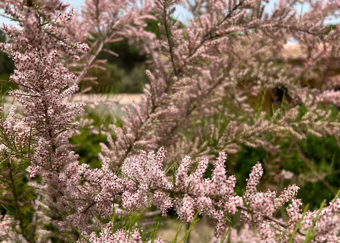 Hotel Les Jardins Sta Giulia Avec Piscine *