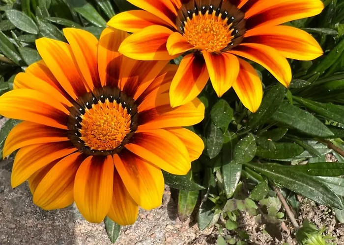 Les Jardins Sta Giulia Avec Piscine