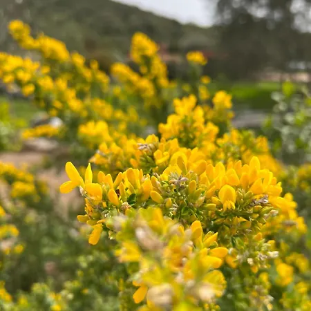 Les Jardins Sta Giulia Avec Piscine Hotel Porto Vecchio