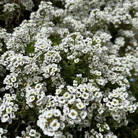 Les Jardins Sta Giulia Avec Piscine *