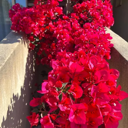 Les Jardins Sta Giulia Avec Piscine * Porto Vecchio