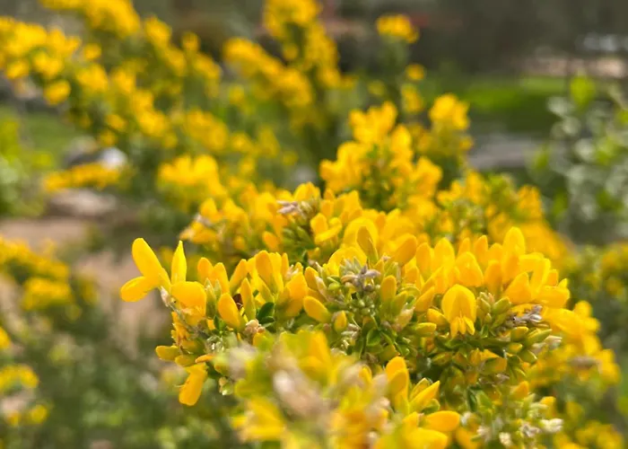 Les Jardins Sta Giulia Avec Piscine Hotel Porto-Vecchio (Corsica)