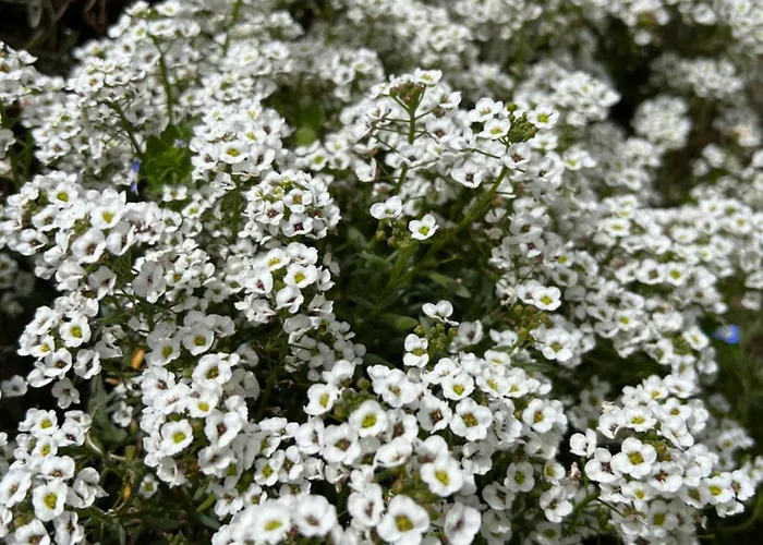 Les Jardins Sta Giulia Avec Piscine *