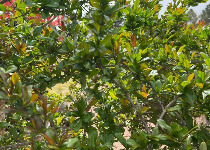 Hotel Les Jardins Sta Giulia Avec Piscine *