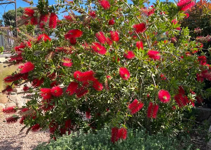 Les Jardins Sta Giulia Avec Piscine Porto-Vecchio (Corsica)