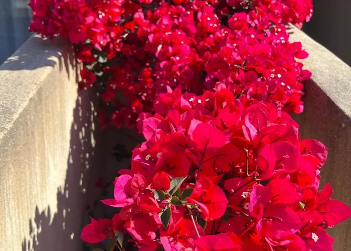 Les Jardins Sta Giulia Avec Piscine * Porto-Vecchio (Corsica)